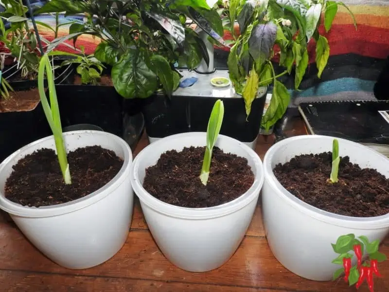 What Does Self-Watering Planter Mean? Growing Elephant Garlic Indoors In Pots