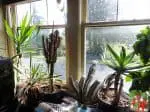 Benefits Of Keeping Indoor Plants For Improved Lifestyle