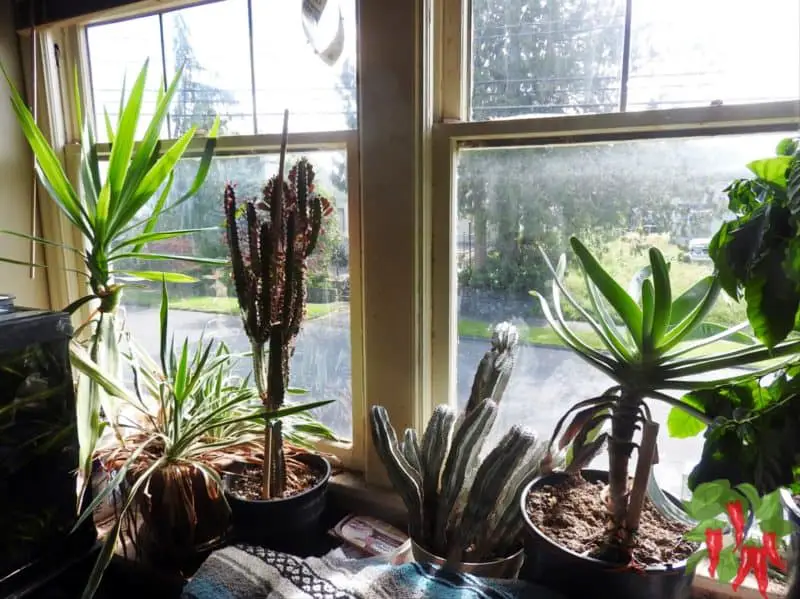 Benefits Of Keeping Indoor Plants