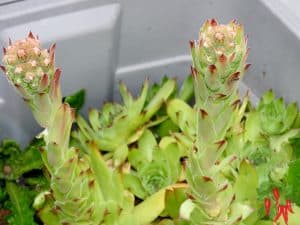 Growing Hens And Chicks Indoors