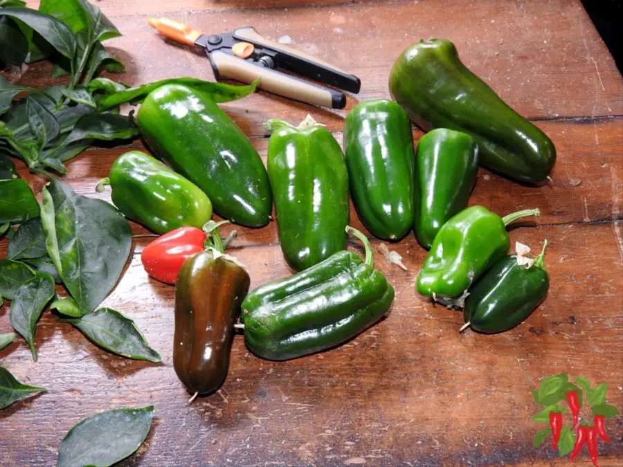 Peppers