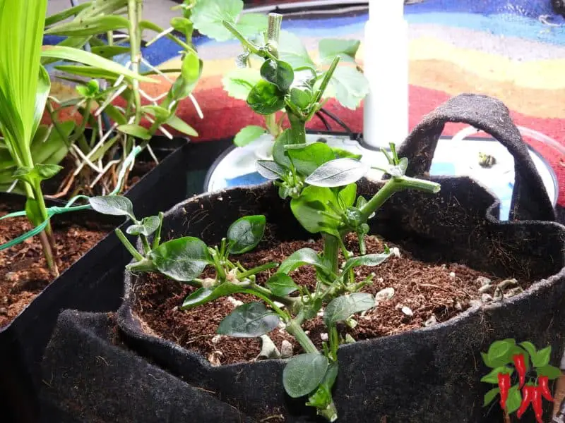 Pepper plant after pruning