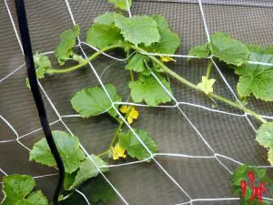 Growing Cantaloupe From Seed Indoors With Lights