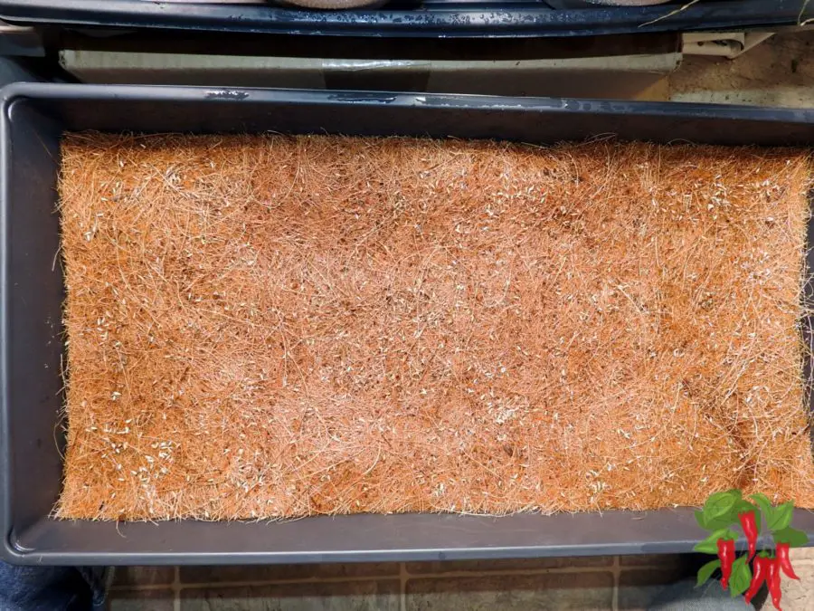 Can You Use Lettuce For Microgreens? Growth Tips For Lettuce Microgreens