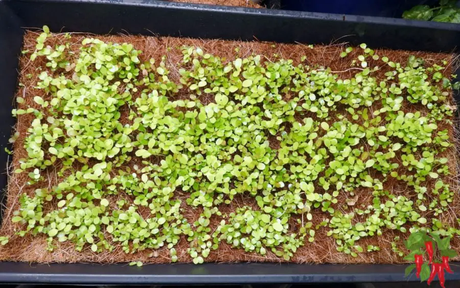 Microgreens on coco mat in tray