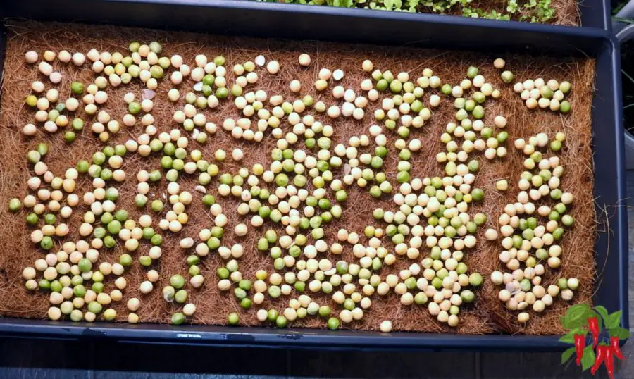 Pea seeds spread on coco mat in planting tray