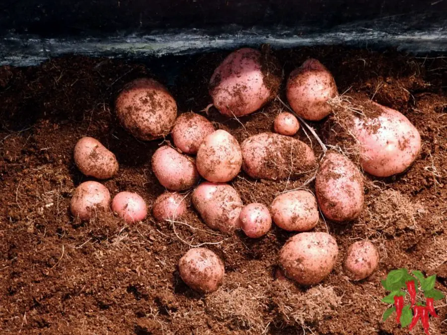 Spuds grown in coco coir