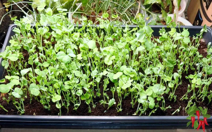 Pea Microgreens