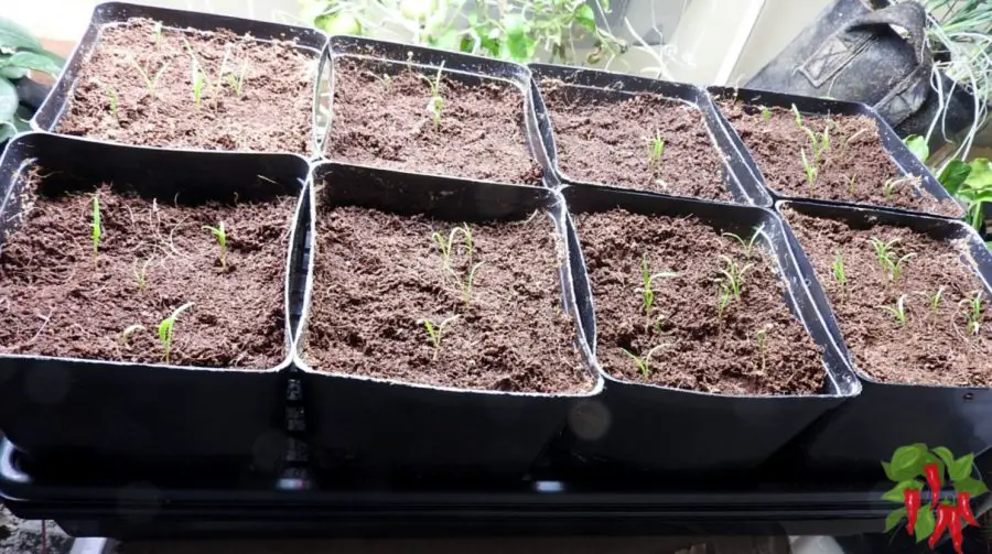 young spinach seedlings germinating in coco coir 