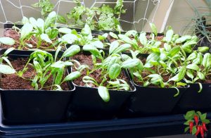 Indoor Vegetable Growing Methods