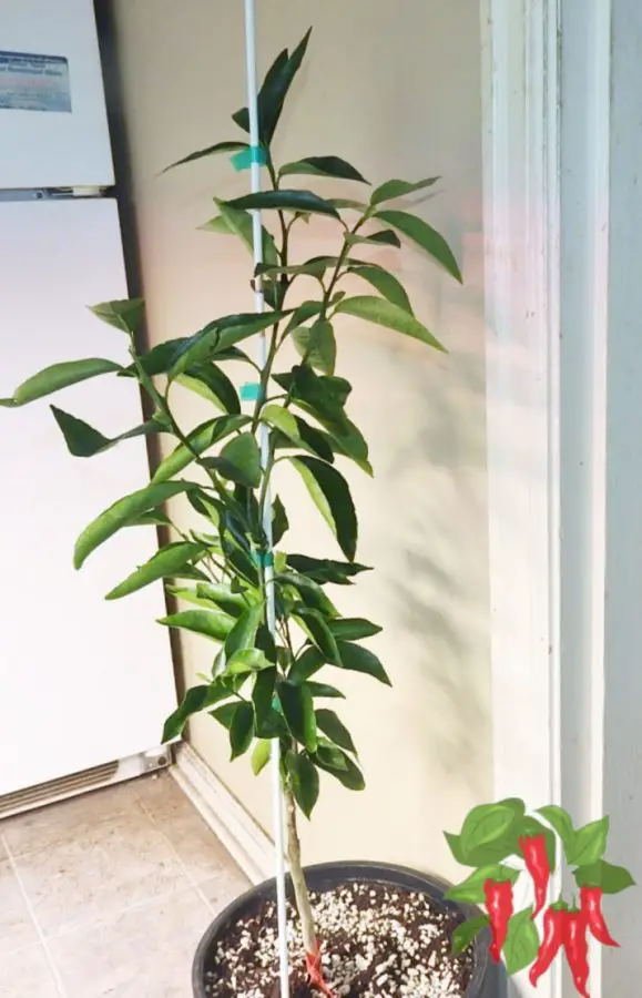 Clementine Orange Citrus Tree In Coco Coir And Perlite