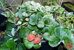 Sustainable Indoor Gardening - Indoor Strawberries