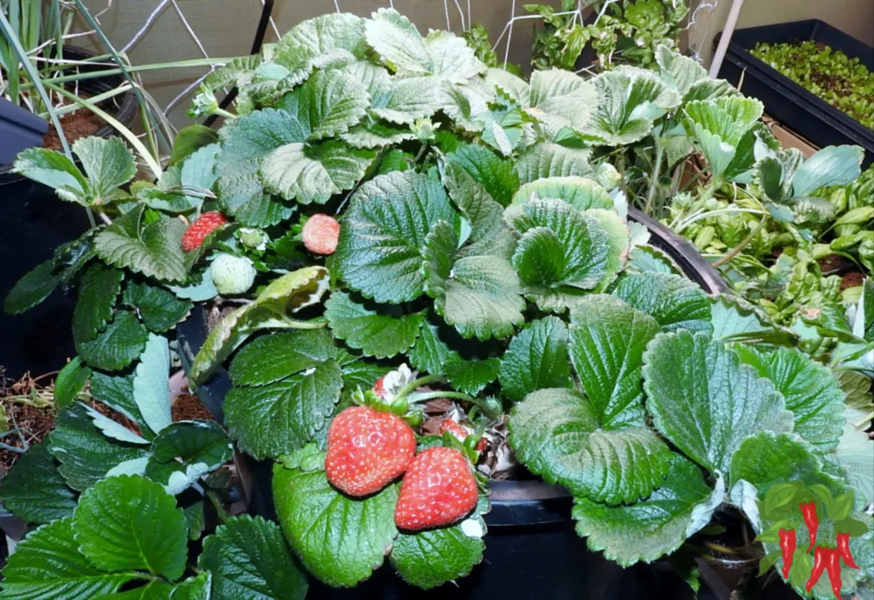 Sustainable Indoor Gardening - Indoor Strawberries