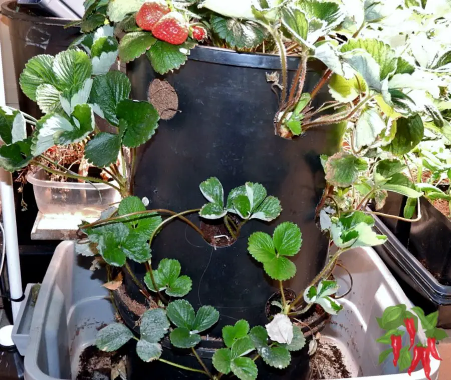 Vertical Hydroponic Strawberry Tower