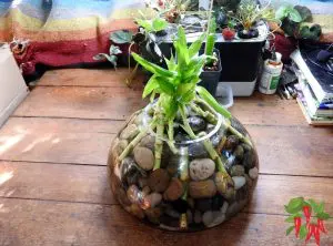 Planting Lucky Bamboo In Rocks