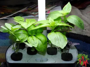 Indoor Herb Growing Guide - Basil in Aerogarden