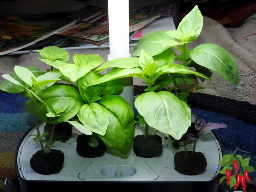 Indoor Herb Growing Guide - Basil in Aerogarden