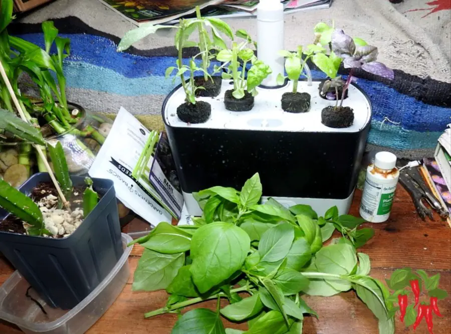 Topped basil and harvest