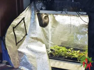 Using A Grow Tent For Growing Vegetables