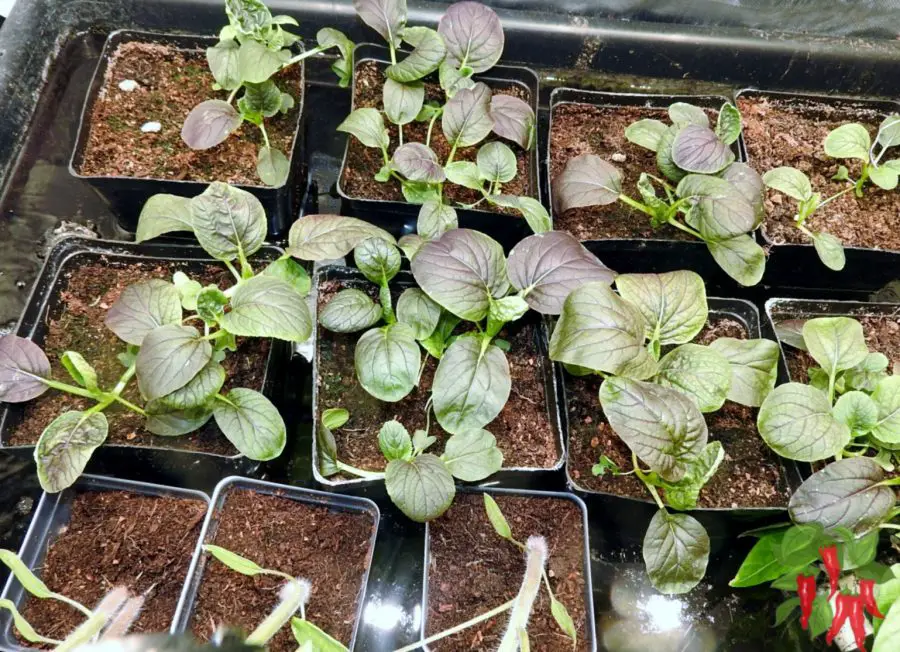 Growing Vegetables Indoors: Bok Choy in Coco Coir and Plastic Containers