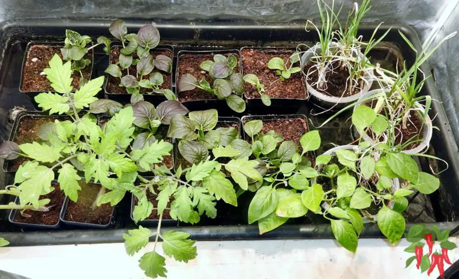 Benefits and Versatility of a Grow Tent