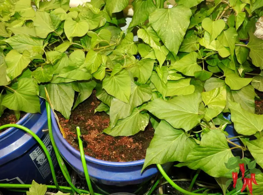 Hydroponics for Apartment Gardening - Hydroponic Sweet Potato Plants
