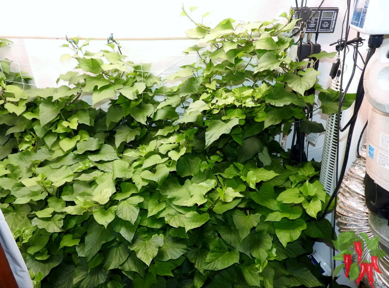what-is-vertical-gardening-9-easy-vertical-garden-tips