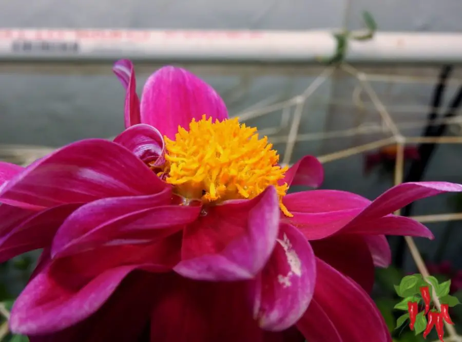 Hydroponic Dahlia Flower