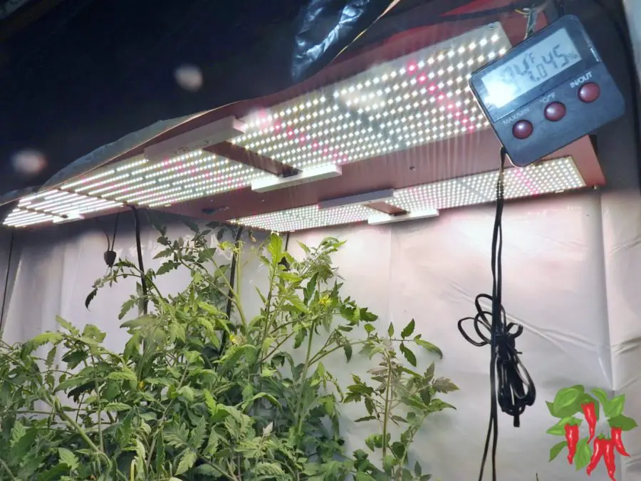 Best Vegetables to Grow in Hydroponics - Tomatoes Under LEDs