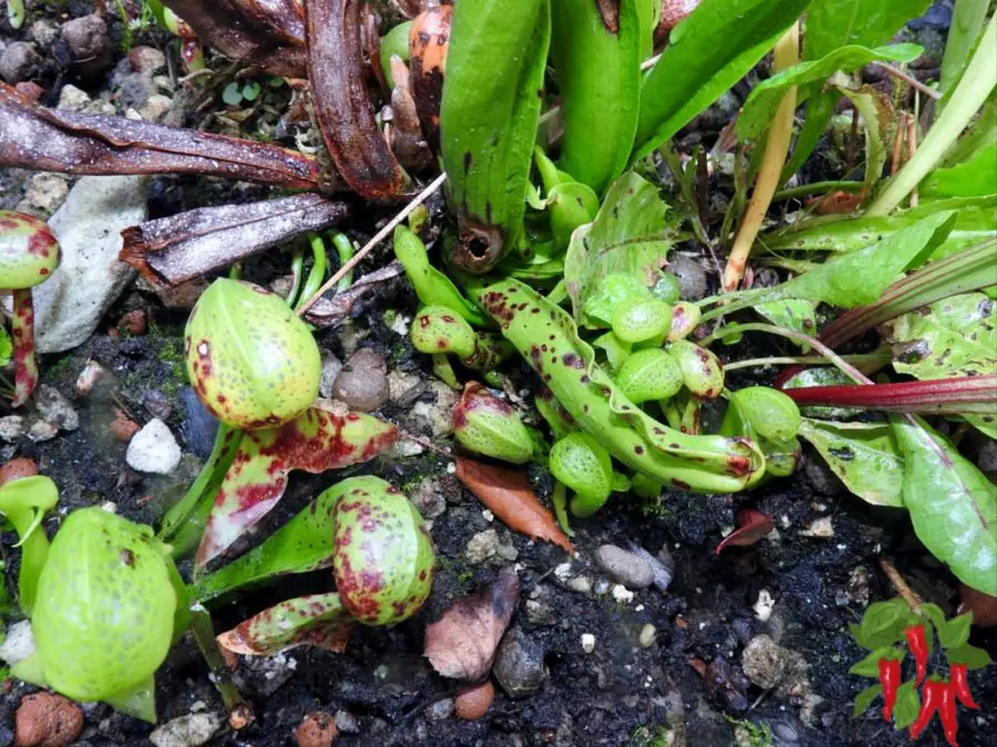 Cobra Lily Mother Plants and Separation