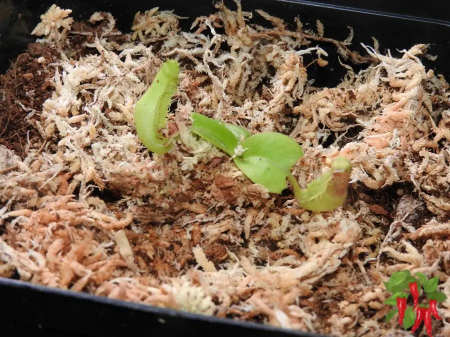 Nepenthes truncata my young plant