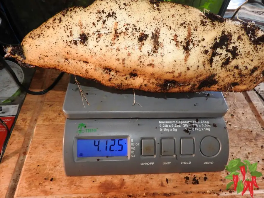 Root Crops That Actually Work - 4 Pound Sweet Potato