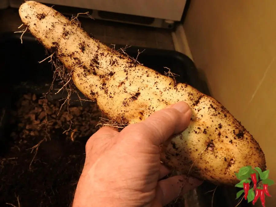 Bucket 2 sweet potato 1