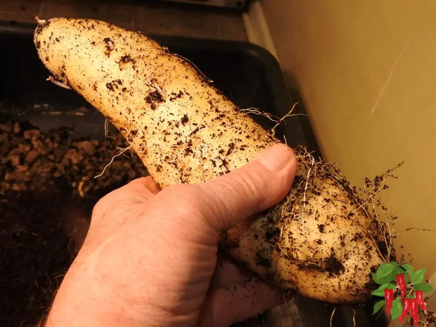 Bucket 2 sweet potato 2