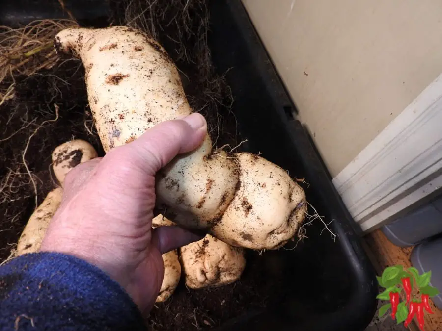 Bucket 4 sweet potatoes 1