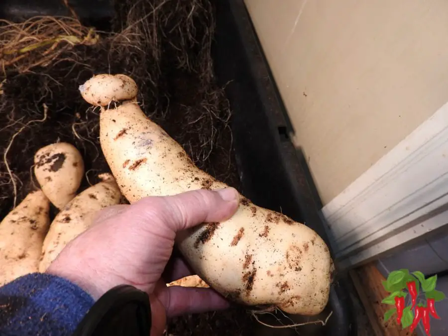 Bucket 4 sweet potato 2