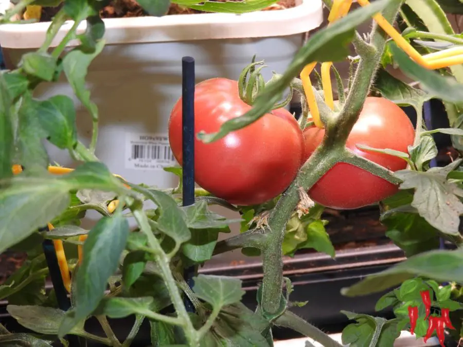 How To Grow Kitchen Garden Tomatoes