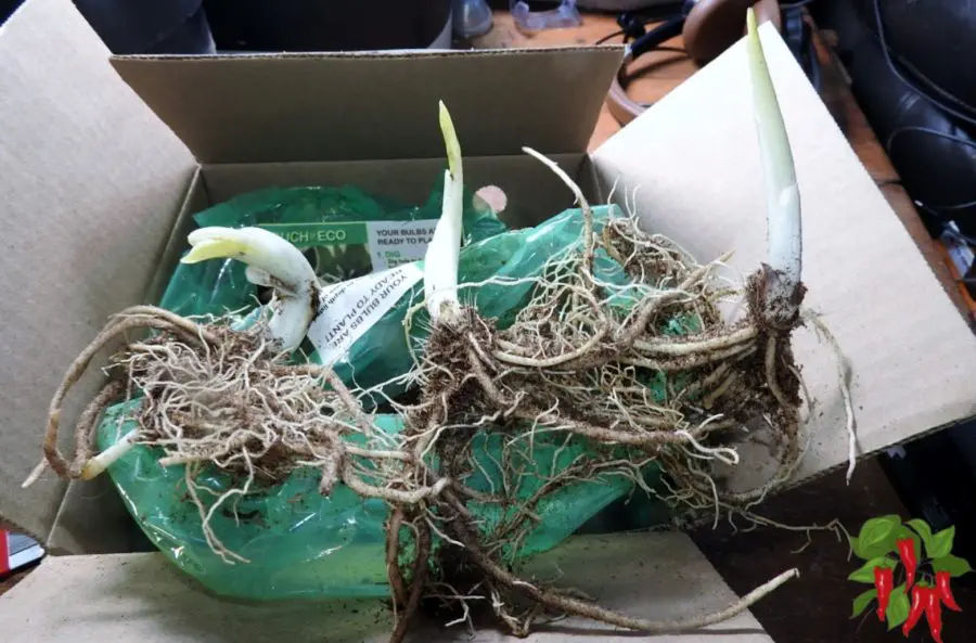 Growing Hostas Indoors - My New Plants