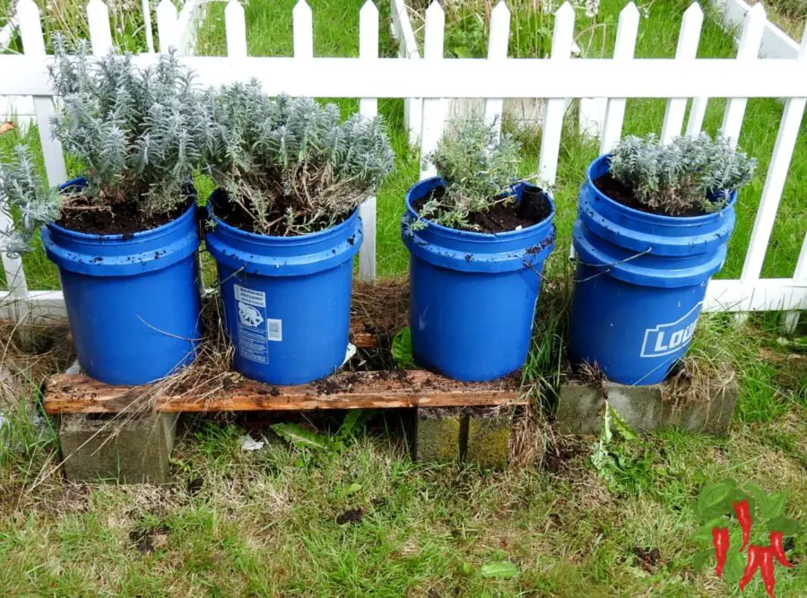 Newly Transplanted Lavender in GroBucket