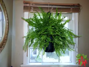 Bathroom Plants Safe for Cats and Dogs - Boston Fern