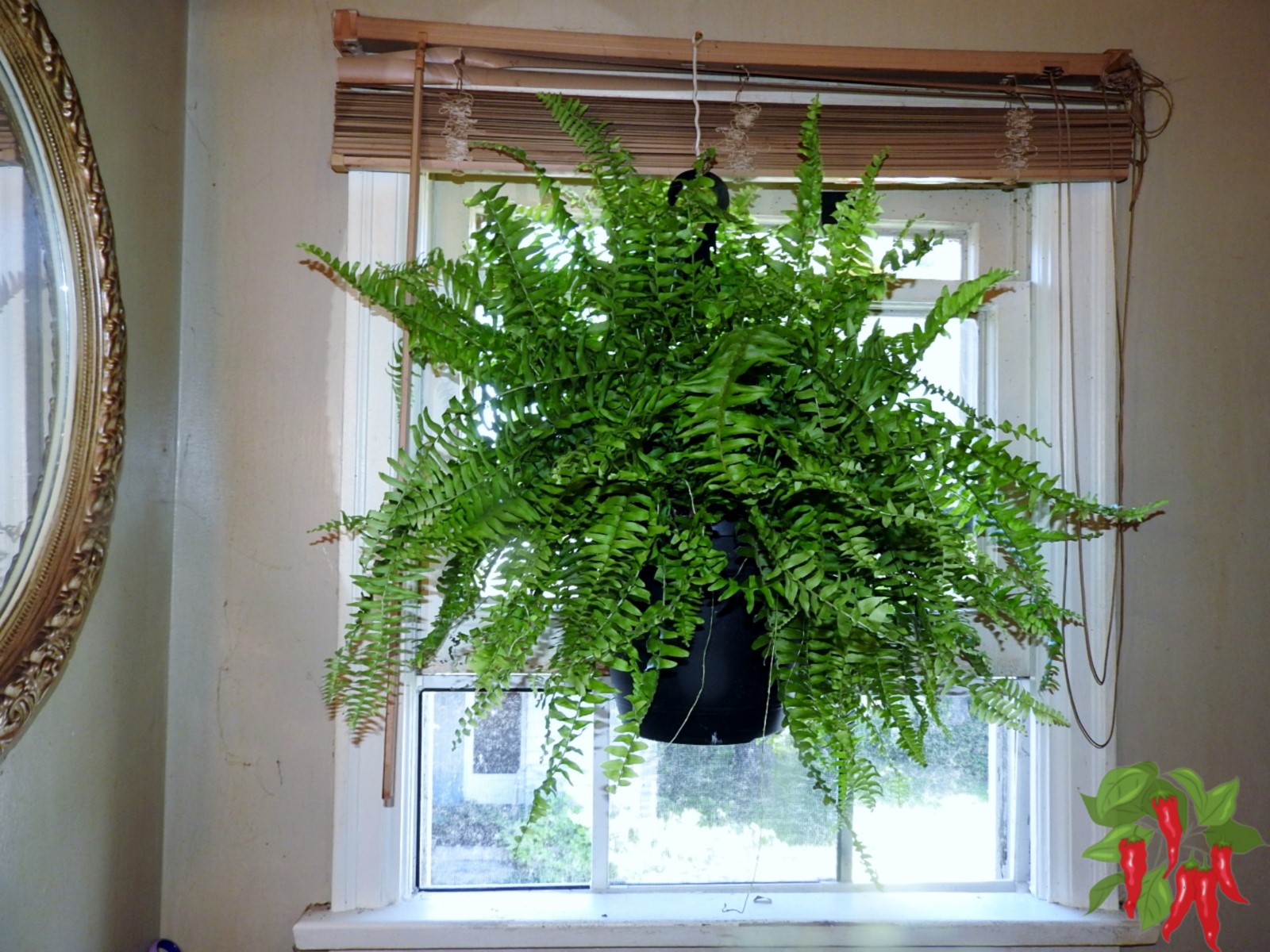 Best Indoor Ferns for Beginners - Boston Fern