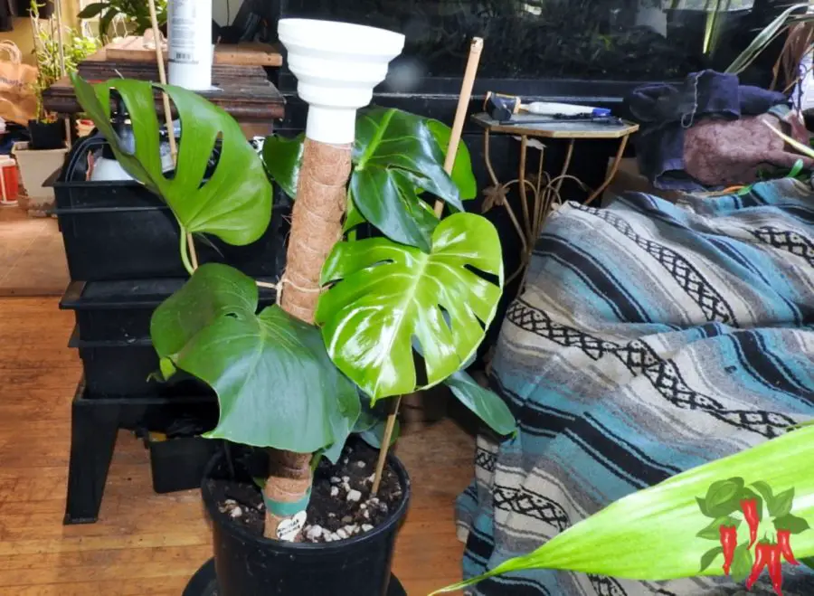 Swiss Cheese Plant Questions