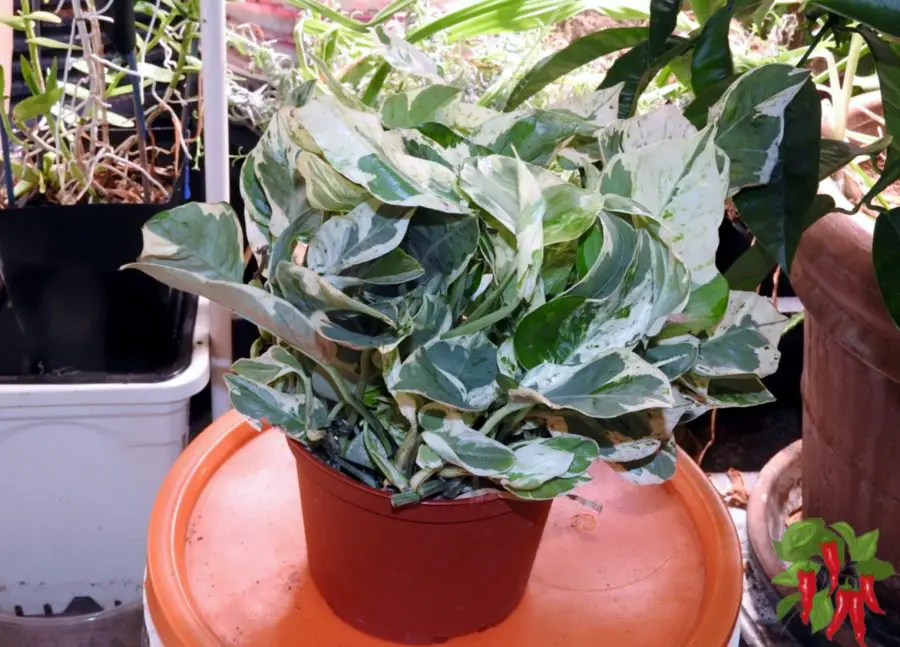 Pearls and Jade Pothos (Epipremnum aureum)