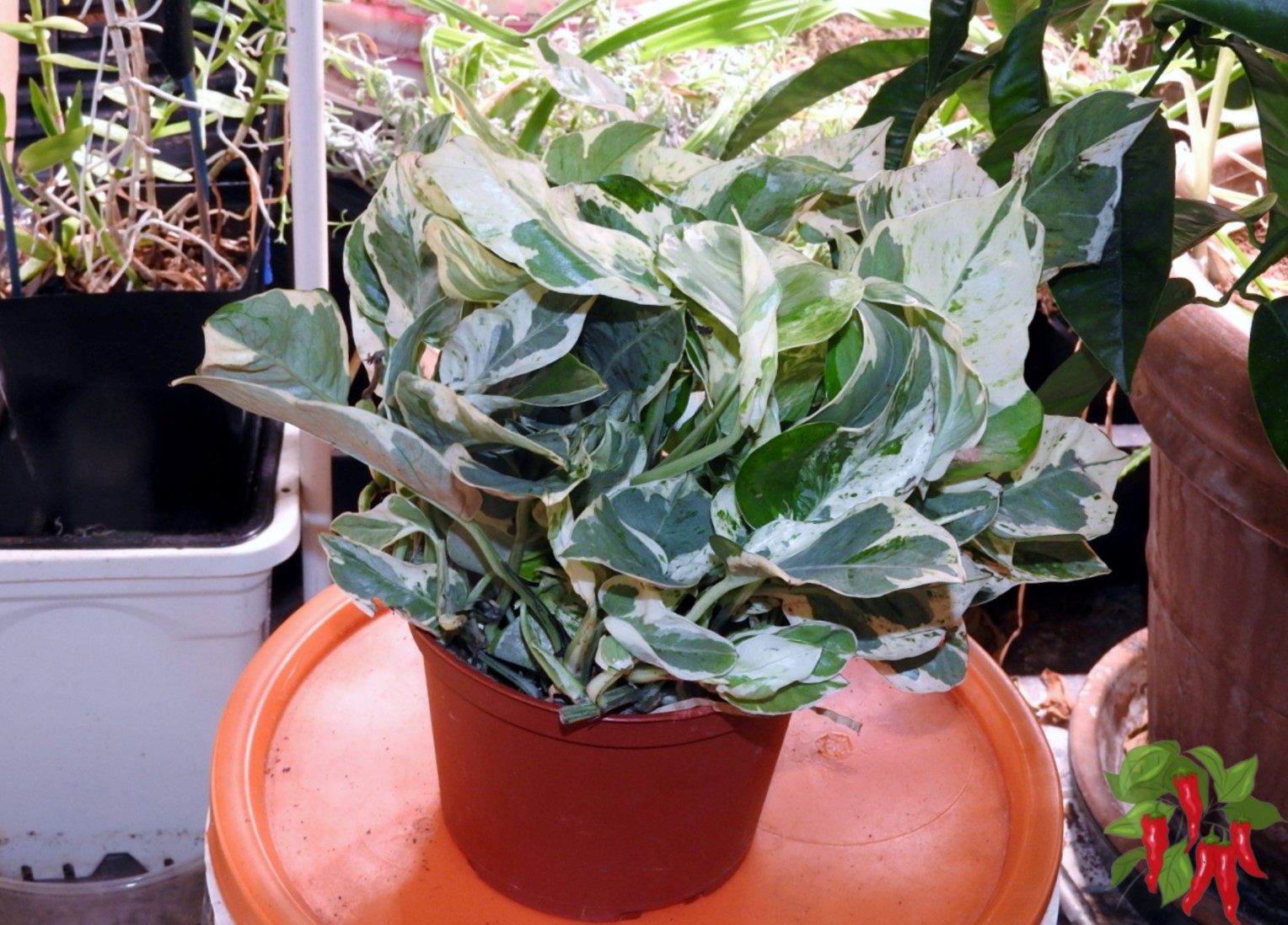 Pothos (Epipremnum aureum)
