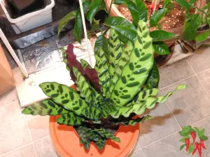 Low-Light Pet-Safe Plants for Dark Corners - Rattlesnake Plant