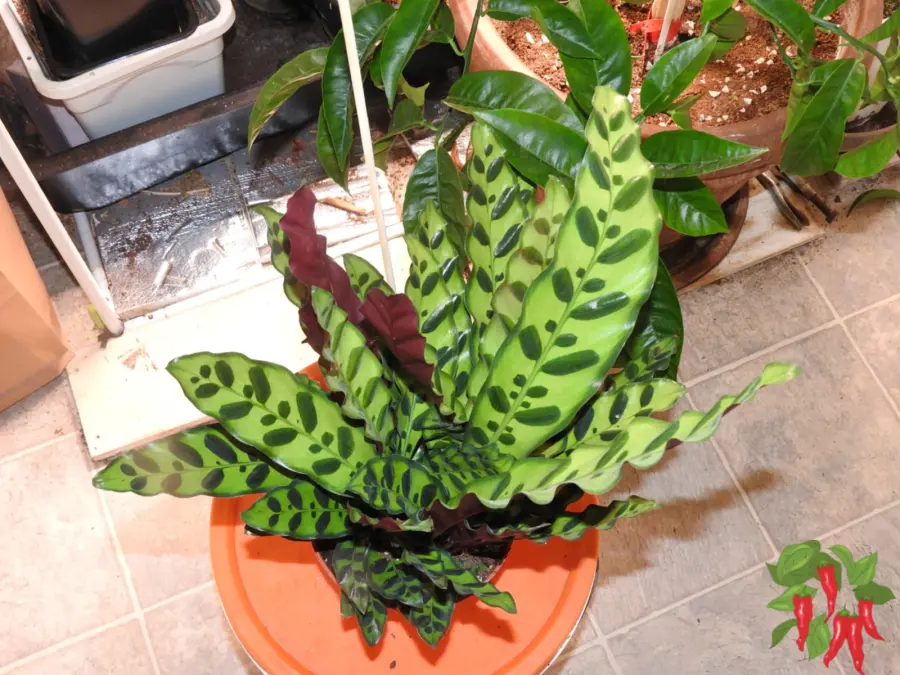 Indoor Plants With Colorful Leaves - Rattlesnake Plant Indoor Care