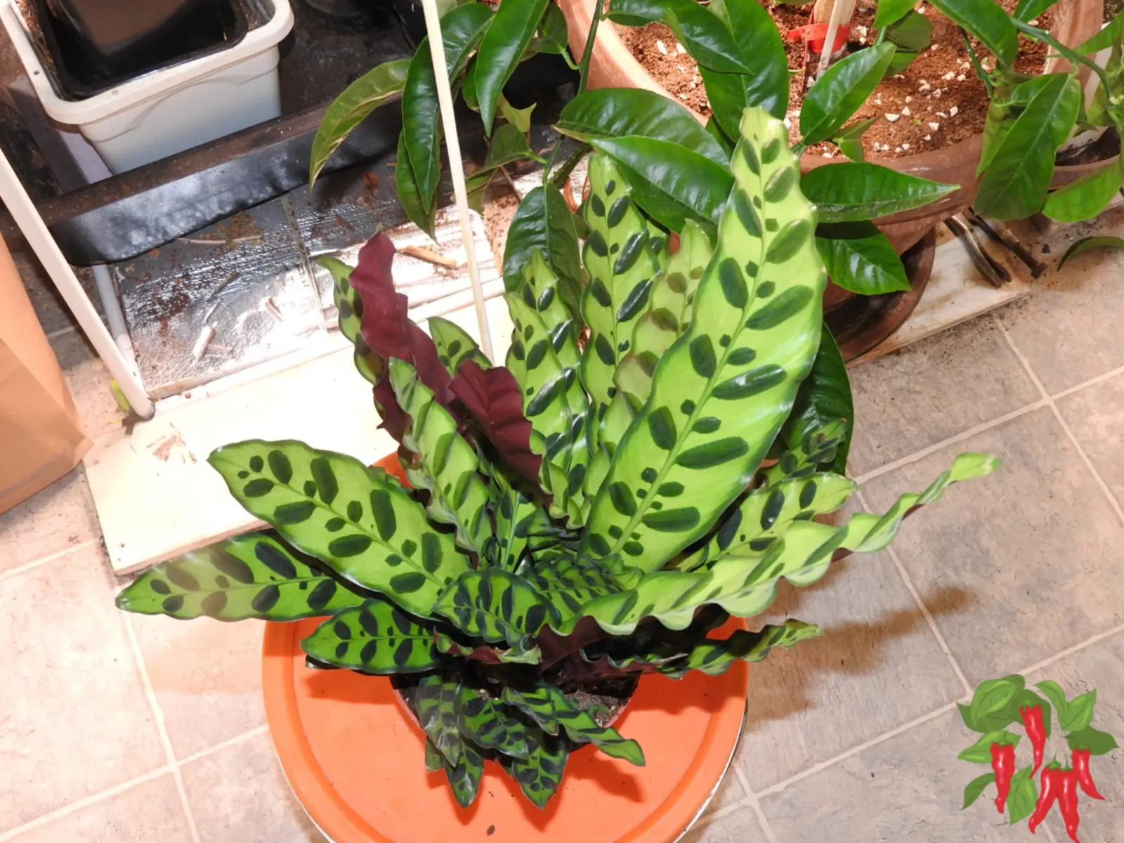 Rattlesnake Plant Indoor Care