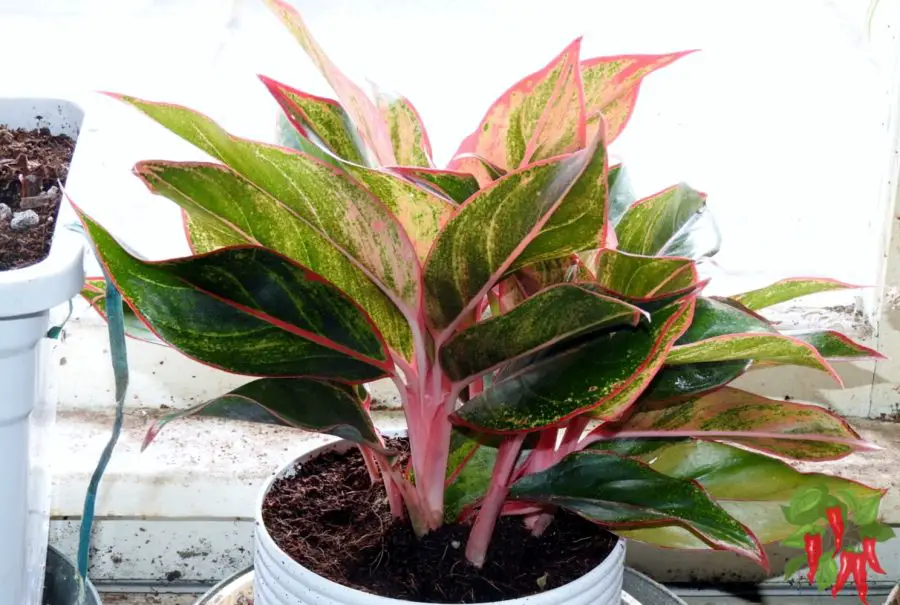 Chinese Evergreen (Aglaonema)
