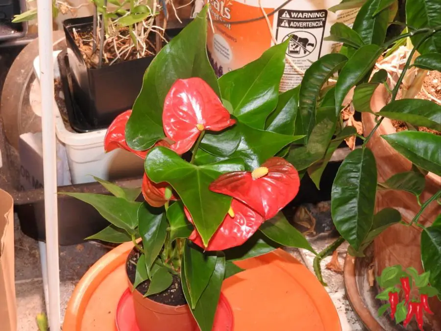 Anthurium