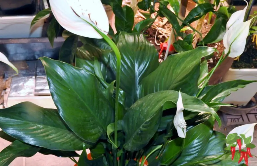 Peace Lily Indoors